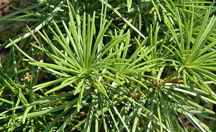 Сциадопитис Мутовчатый